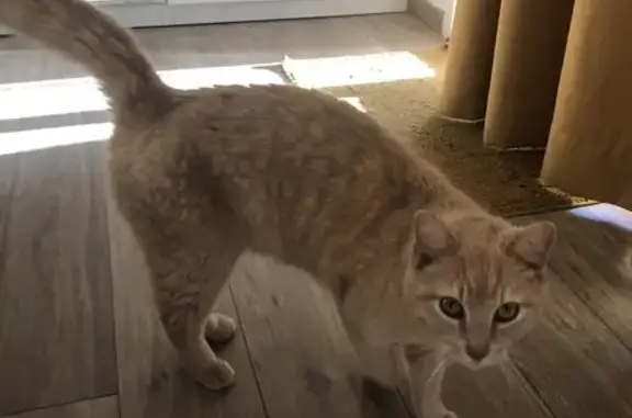 Chat roux affectueux trouvé - photo