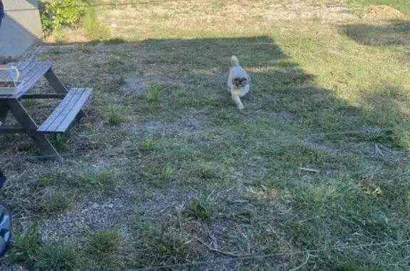 Chien perdu retrouvé à Sillans - photo