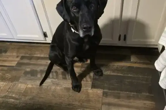 Lost Black Lab Mix - 80th St, Milo Township!