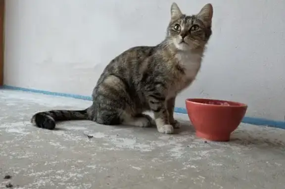 Chaton tigré perdu à Saint-Martin - photo