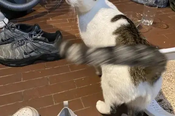 Chat tigré blanc trouvé à Nancy - photo