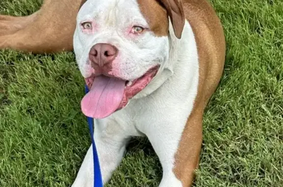 Found Young Male Pit Bull Near Hwy 62, OH