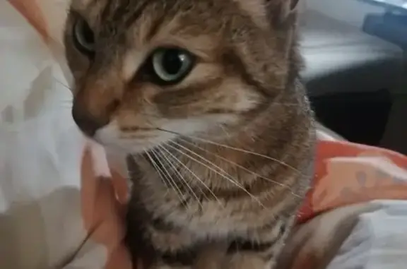Chaton tigré trouvé à Vitré - photo
