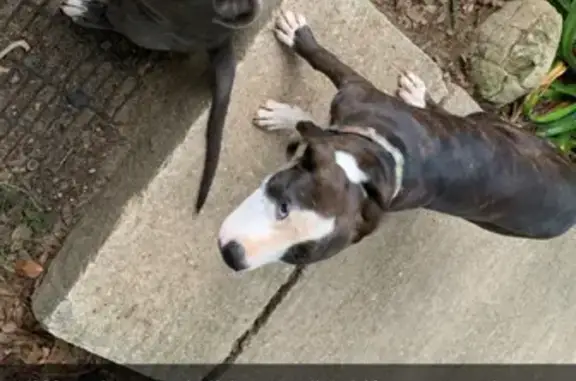 Lost Pits in Fulton: Help Find Our Babies!