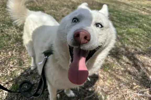 Lost White Husky - Friendly Female in Melville!