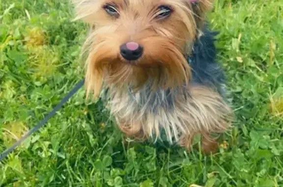 Lost Yorkie in Pinehurst - Teal Harness!