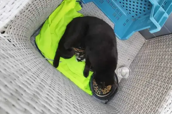Chat trouvé , photo: Chatte et chatons trouvés à Orée