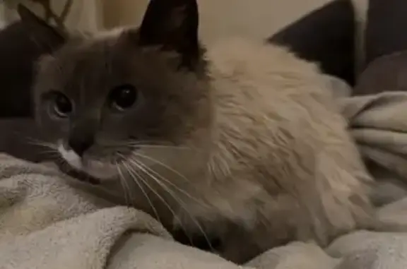 Chatte crème/gris trouvée à Harnes - photo