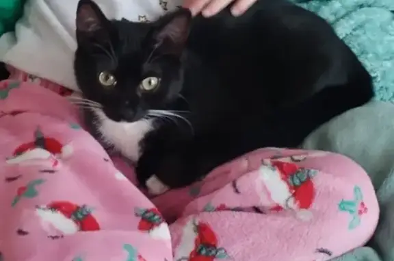 Chat perdu à Neufchef - Aidez-nous! - photo
