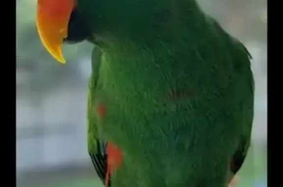 Missing Eclectus Parrot in Ces...