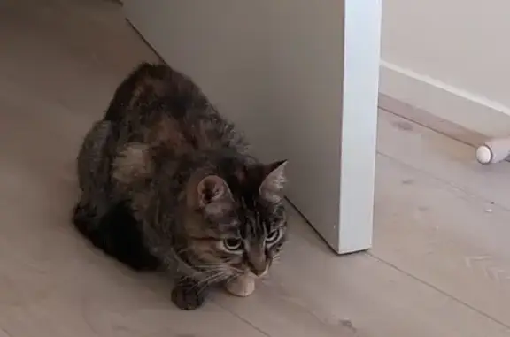 Chaton affectueux trouvé à Lyon - photo