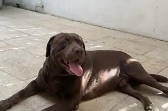 Help Find Tobey! Friendly Choc Lab - Bayside