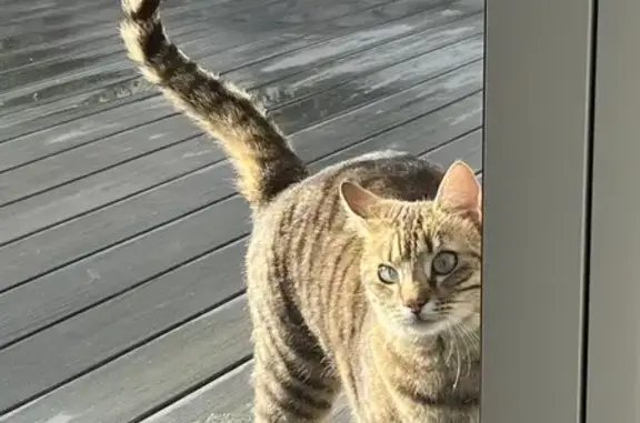 Chat perdu, Vertou, photo: Chat perdu à Vertou, 7B Faubretière