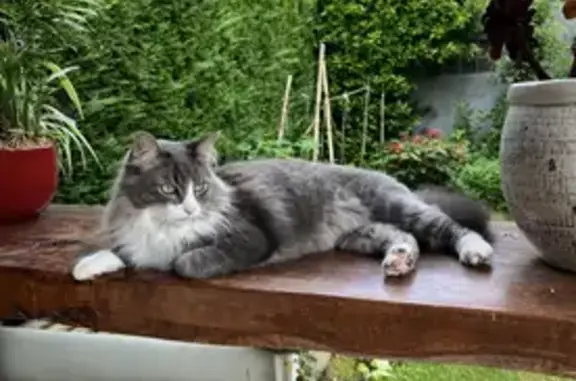 Chat gris et blanc perdu à Ozoir - photo