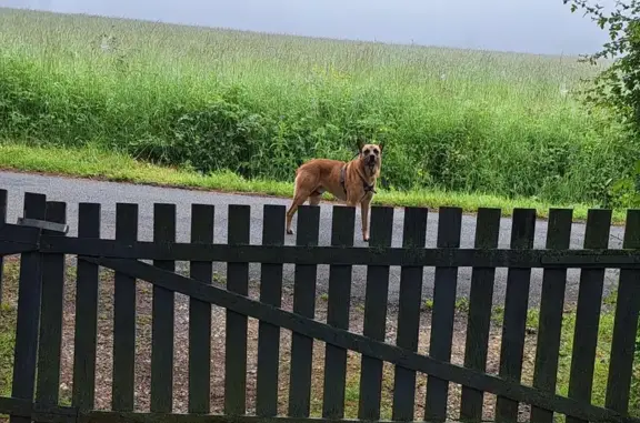 Chien berger perdu à Vignoux - photo