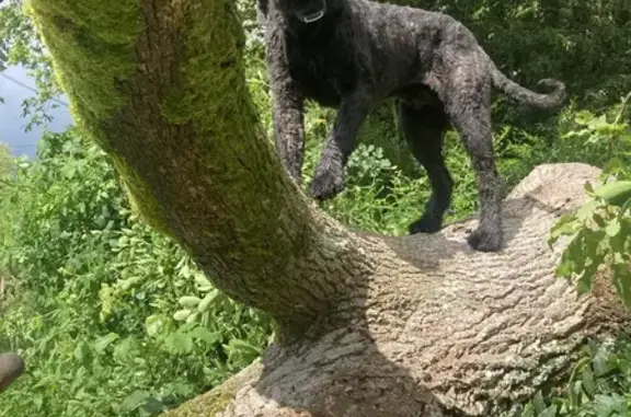 Chien perdu , photo : Chiot Bouvier Perdu à Brains