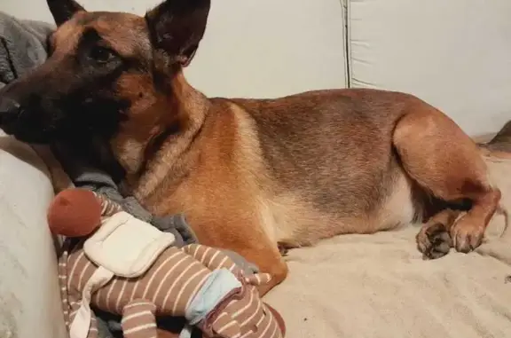Chienne douce cherche foyer - photo
