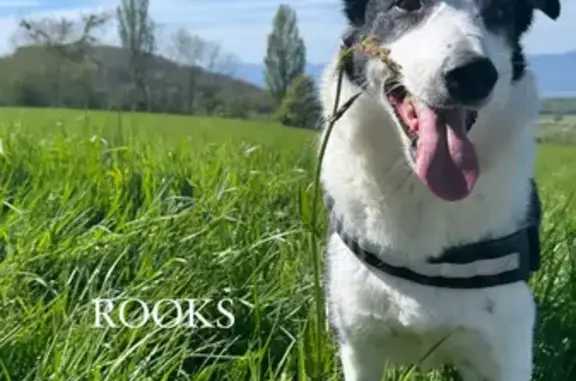 Chien perdu Sciez, photo : Chien Border Collie perdu à Sciez
