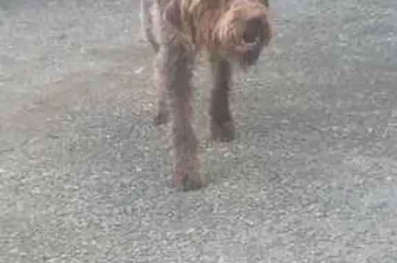 Chien borgne trouvé à Louzy - photo