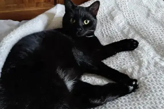 Chat perdu, Guéret, photo: Chat noir perdu, yeux dorés, Guéret