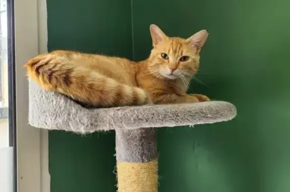 Chat roux tigré blessé trouvé - photo