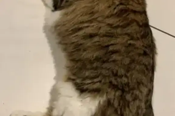 Chat perdu, Pont-du-Château, photo: Chat tigré perdu à Pont-du-Château