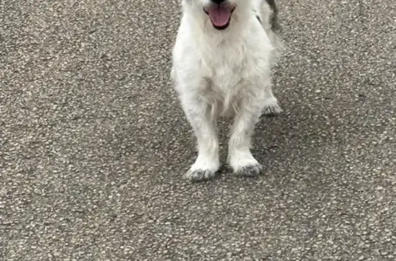 Chien perdu à Venoy retrouvé - photo