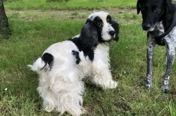 Chien âgé perdu: Cocker bicolore - photo
