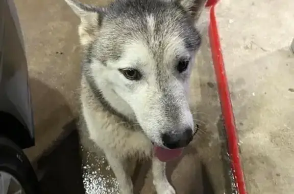 Lost Siberian Husky - Wolf Grey, Sweet Male!