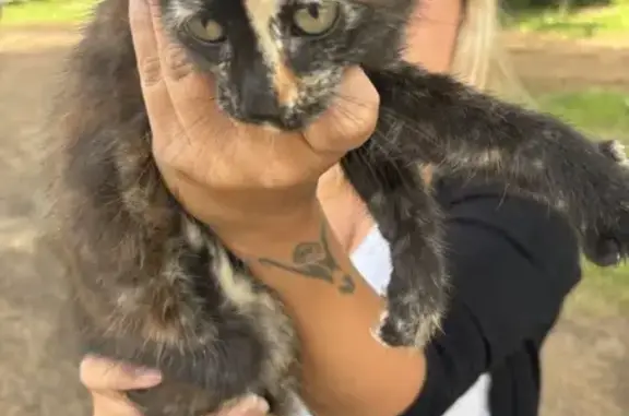 Chaton trouvé à Saint-Pierre-du-Mont - photo