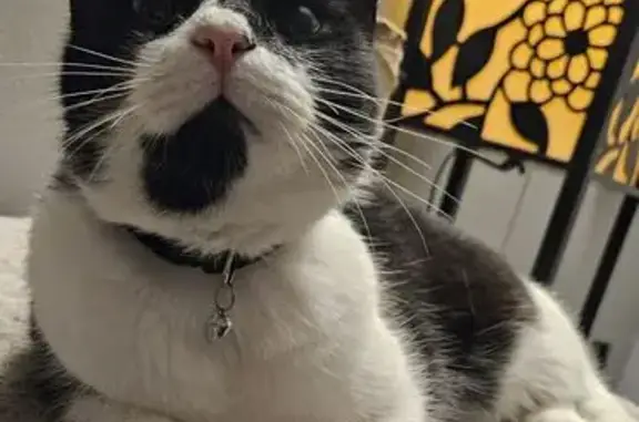 Lost Tuxedo Cat in Diamondhead - Help Find Him!