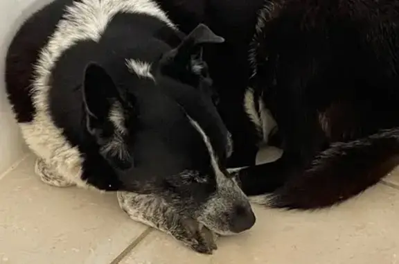 Animaux trouvés Apt, photo: Chien border collie perdu à Apt