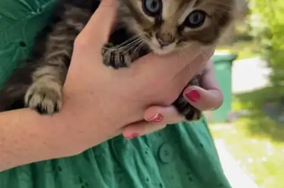 Chaton tigré trouvé à La Baule - photo