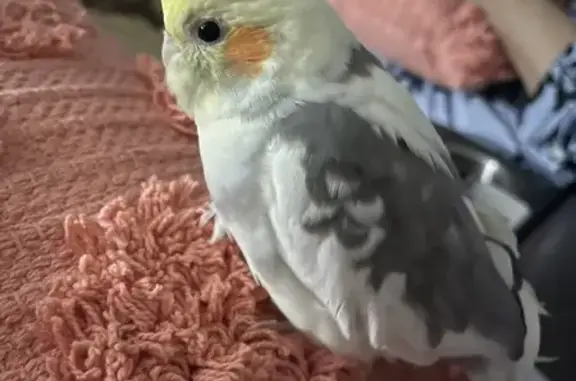 Lost pets , photo: Lost Cockatiel in Ocean, NJ - Help Find Her!