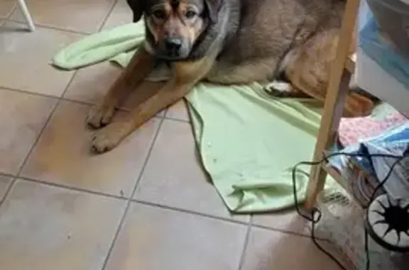 Chien marron perdu retrouvé - photo