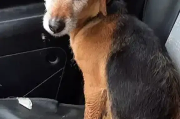 Trouvée: Chienne douce, Rue Bout Neuf - photo