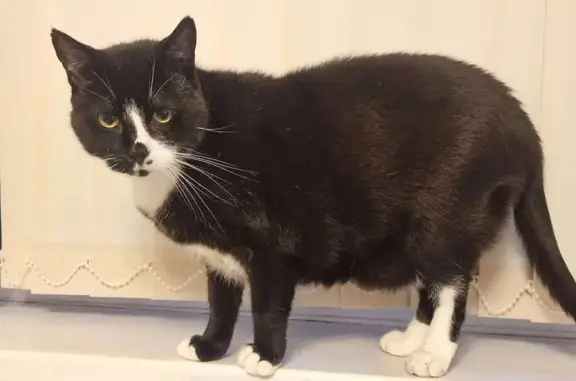 Lost pets , photo: Lost Cat: 10yr Old Black & White Male - 127B