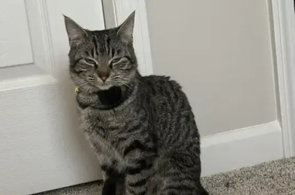 Lost Kitten Cindy in Watertown - Help Find Her!