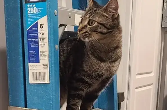 Lost Tabby Cat - Microchipped - Macon, GA