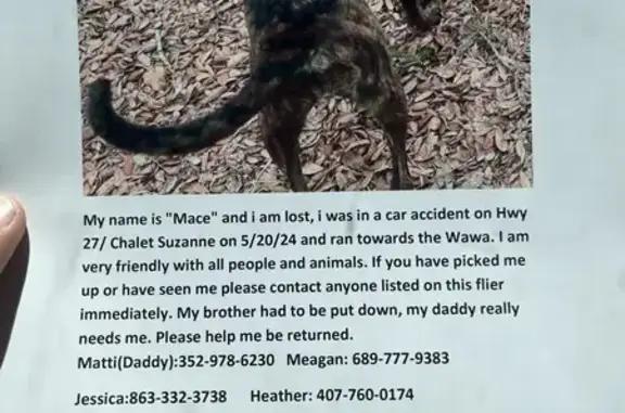 Lost Dog Alert: Black/Brindle Plott Hound Mix!