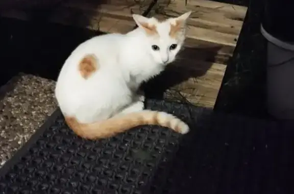 Chat câlin trouvé à Savenay - photo