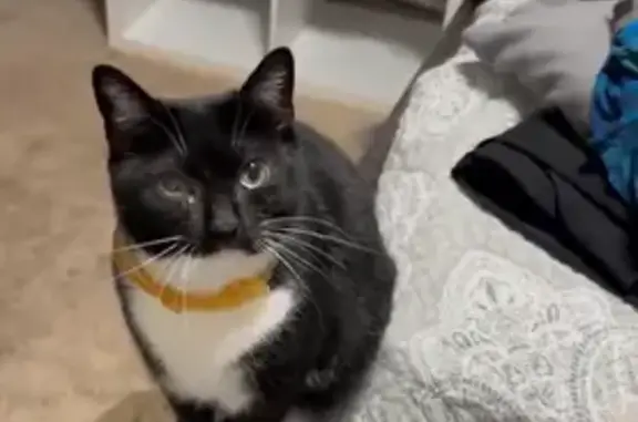 Lost Cat Alert: Black & White, Unique Tail!