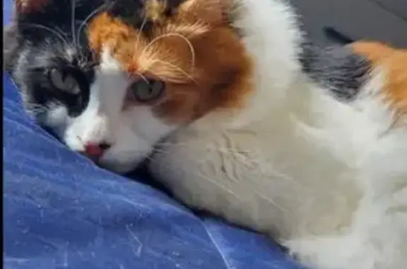 Lost Giant Fluffy Calico: Spot-Nosed Loki!