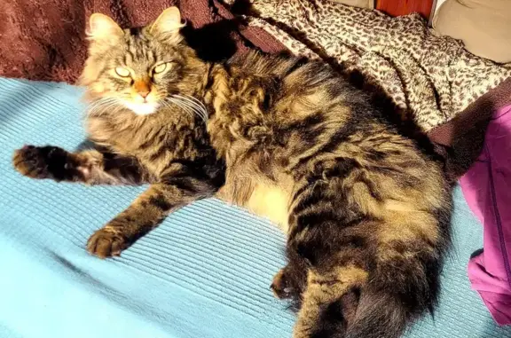 Animaux perdus Capbreton, photo: Chat tigré disparu à Capbreton