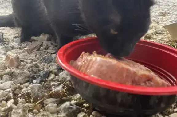 Chat noir affectueux trouvé à Nercillac - photo