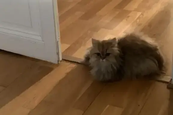 Animaux perdus Le Havre, photo: Chat persan roux perdu au Havre