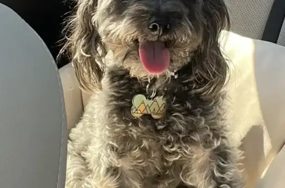 Lost pets , photo: Lost Schnoodle Alert! Help Spot & Track Him