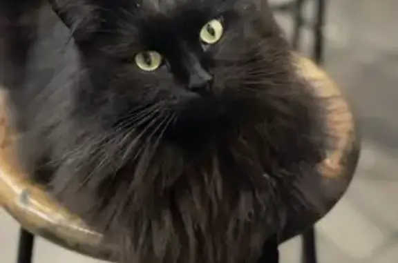 Lost Black Cat Nero in Tingley - Help Find Him!