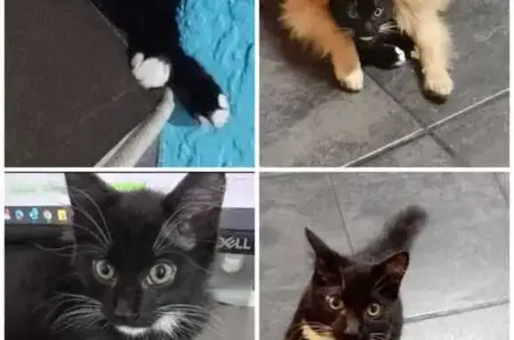 Lost Kitten: Black & White, 7mo - Gard Rd 44, JHB