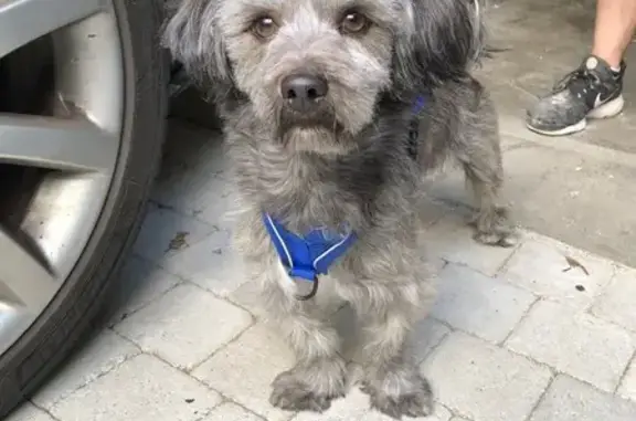 Chien gris perdu à Bois-Colombes - photo